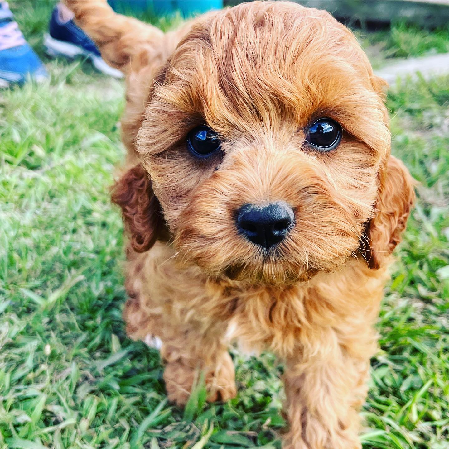 Welcome, Annie 🐶😍 And thanks to Steph at @wildremedy.animalhomeopath for guiding us through the baby days! ❤️🐶❤️
.
.
.
#pooch #cavoodle #fromthefarm #dogsofinsta #puppylove #dogsofinstagram #pup #anniethepuppy